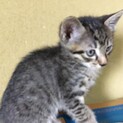 可愛い仔猫をお願いします。