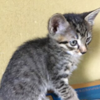 可愛い仔猫をお願いします。