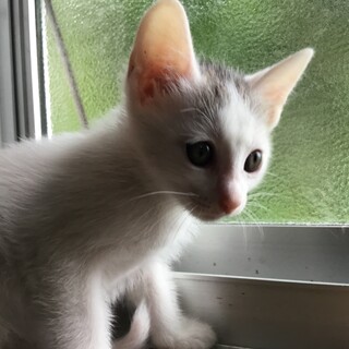 可愛い仔猫をお願いします。