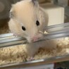 こあらまま