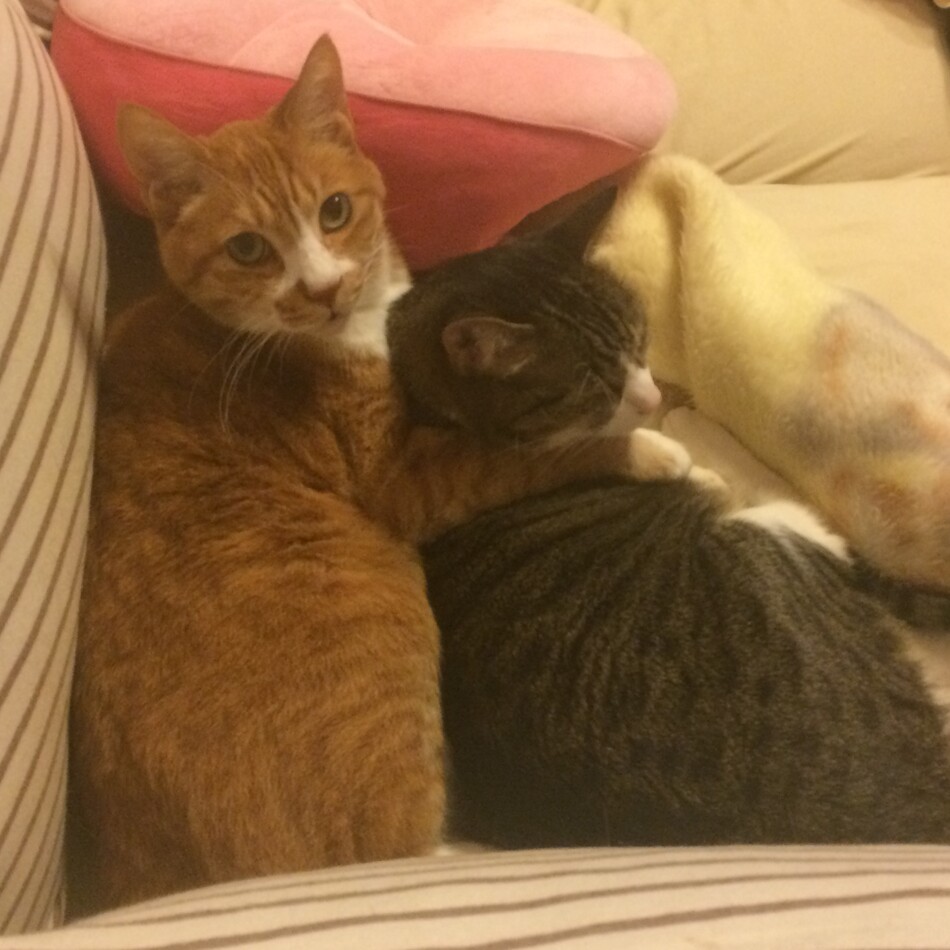 みゅうのカバー写真