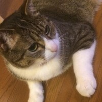 大豆（だいず）