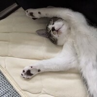 シャルル