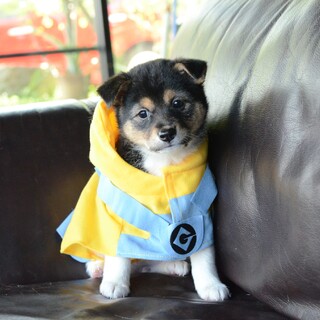 ご縁よ来い来い♪キュートすぎる“こいちゃん”