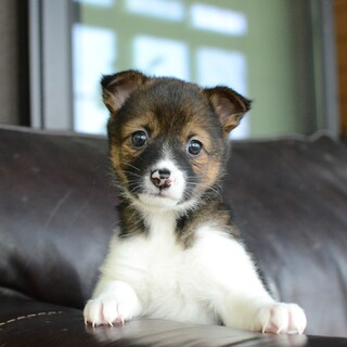 チビだと甘く見ないでよ！元気な“のぼりちゃん”