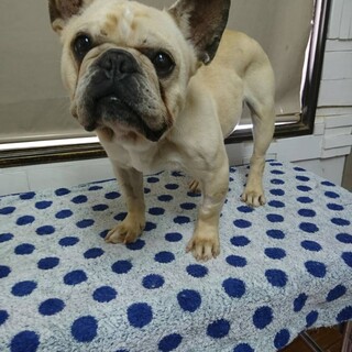 応募者多数のため一時停止します。