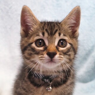 遊び好きなしっかり者☆タロくん