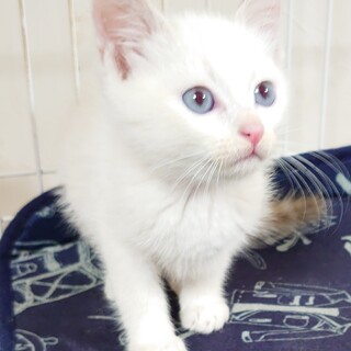 【保健所レスキュー】白色縞しっぽの女の子