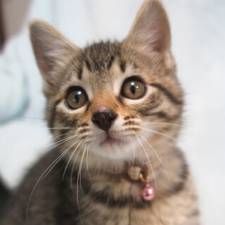 おっとりキョトン顔☆コロくん