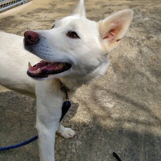 譲渡されました。