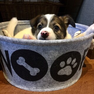 運動神経抜群！！活発な“かしわちゃん”