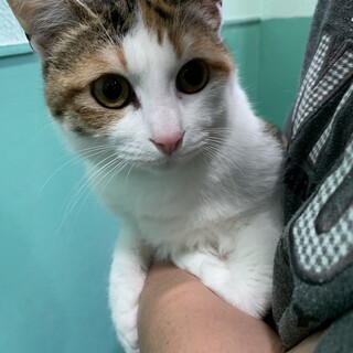 センター収容中しょうこちゃん