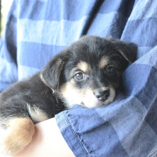 正統派な美人さん“しょうぶちゃん”