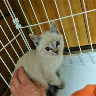 可愛いシャムMIX♀キジ白♂兄妹で貰って下さい。