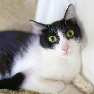 【ハチワレ美人】特技はヘソ天！人好きなおかかちゃん