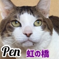 長男猫ペン