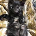 生後1ヶ月！サビ柄子猫の里親募集中です