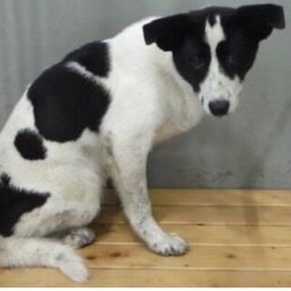 愛護団体様より引き出し。成犬♀041