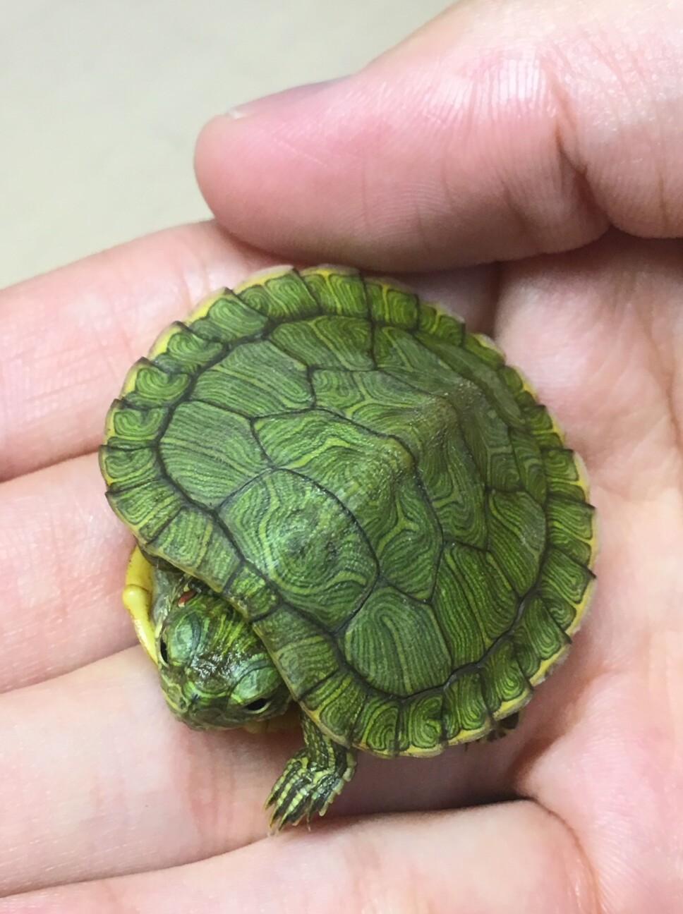 道端で今年生まれのミドリガメ」神奈川県 - 爬虫類・他の里親募集