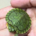 道端で今年生まれのミドリガメ