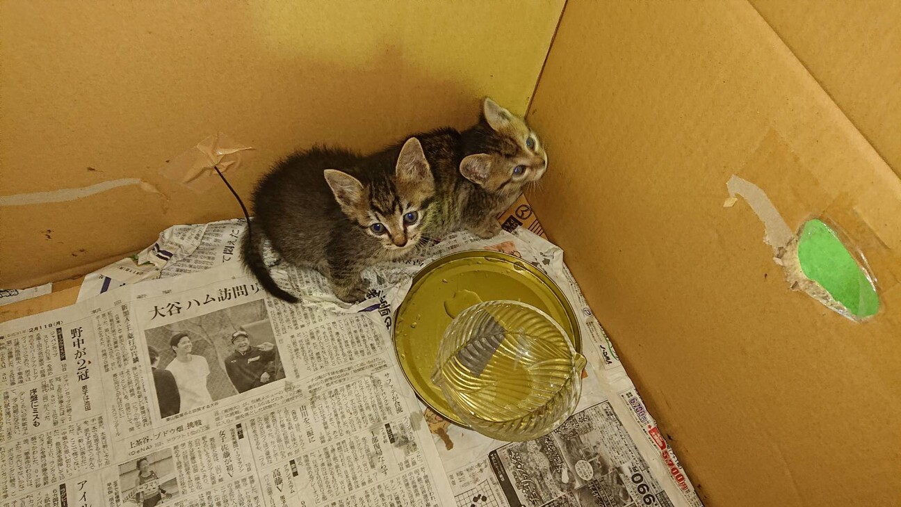 ありがとう。ずっと一緒だにゃん！！ サムネイル2