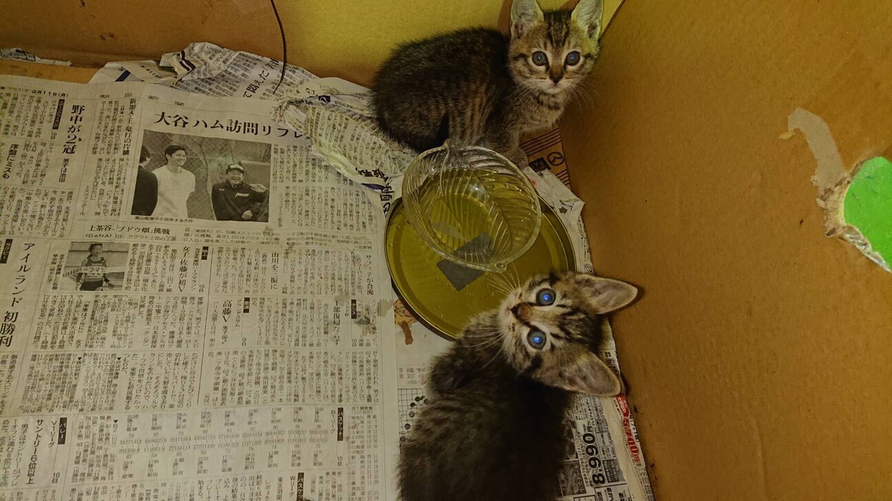 ありがとう。ずっと一緒だにゃん！！ サムネイル3