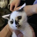 子猫1ヶ月