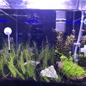 エンドラーズタイガー稚魚