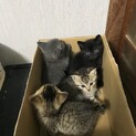 ４匹の兄妹猫