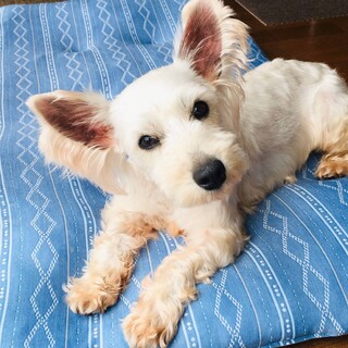 お耳ピーン！が可愛いｳｪｽﾃｨMixあいかちゃん