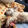 お耳ピーン！が可愛いｳｪｽﾃｨMixあいかちゃん サムネイル6