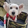 お耳ピーン！が可愛いｳｪｽﾃｨMixあいかちゃん サムネイル7