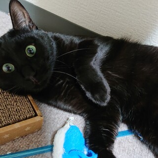 漆黒の貴公子、瞳が美しい大柄な黒猫