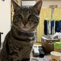 幸せのカギしっぽ