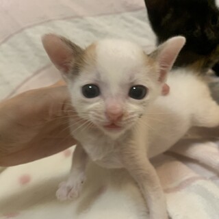 可愛い赤ちゃん白三毛ちゅ 岡山県 猫の里親募集 ペットのおうち 月間利用者150万人