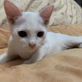 ゴロゴロ人馴れしてるイケメン、ポンちゃん