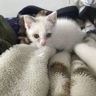 ポインテッドの女の子★