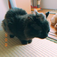 シン