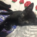 人懐っこい子猫