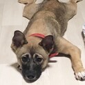 【プラダ】おかげ様で里親さまが決まりました！