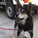 元気なおばあワン　花梨ちゃん