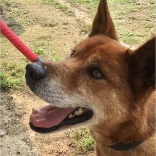 元気なおじいワン　海陽