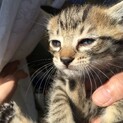 活発な子猫たちです。