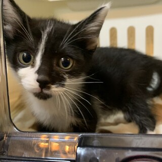 家族が出来ました♡ハチワレ♂推定1ヵ月半〜2ヵ月齢