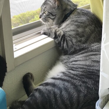 コスモの写真
