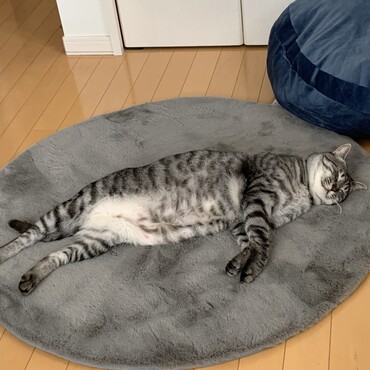 コスモの写真