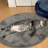 の写真