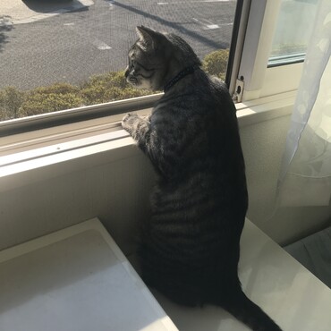 コスモの写真