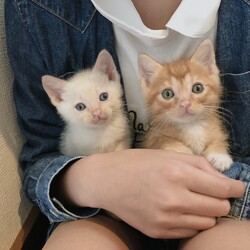 仔猫の譲渡会 サムネイル2