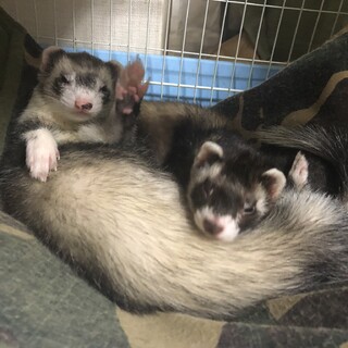 マーシャルフェレット2匹